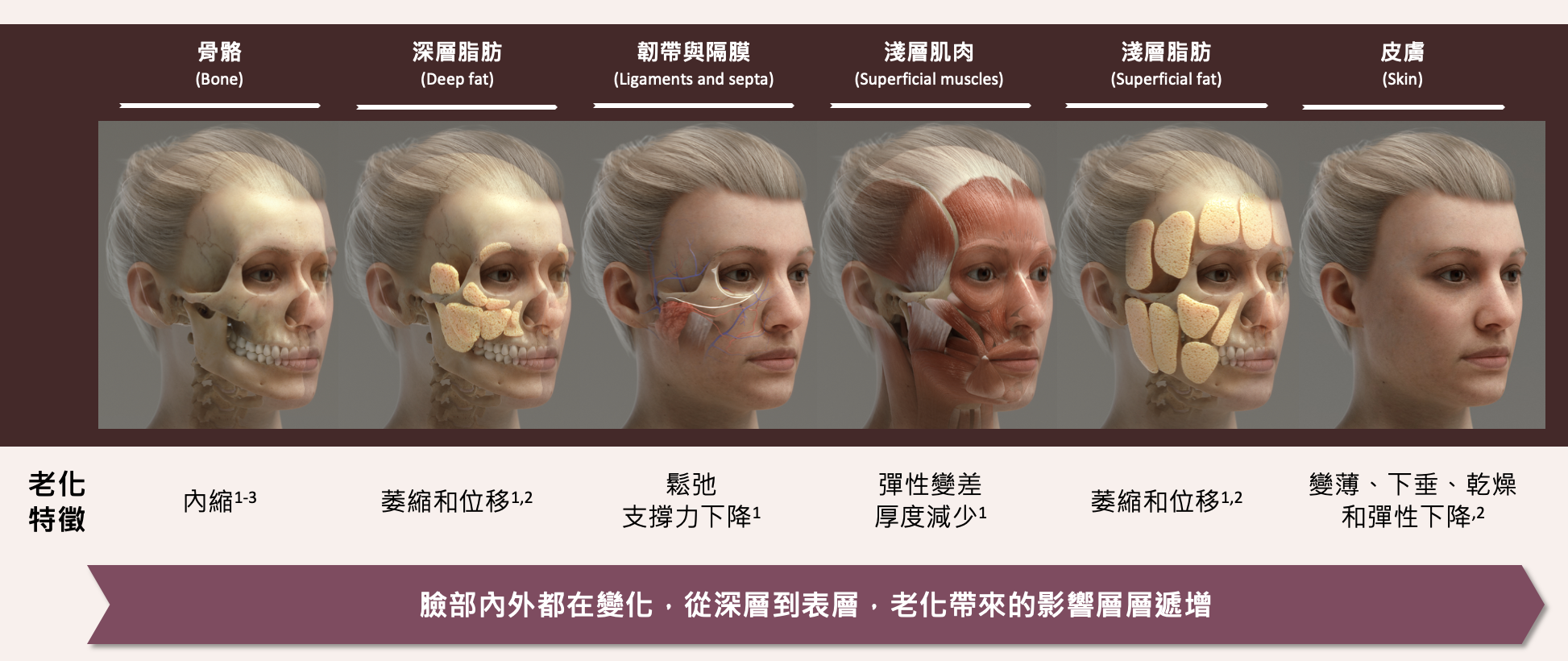 肌膚各層次的老化